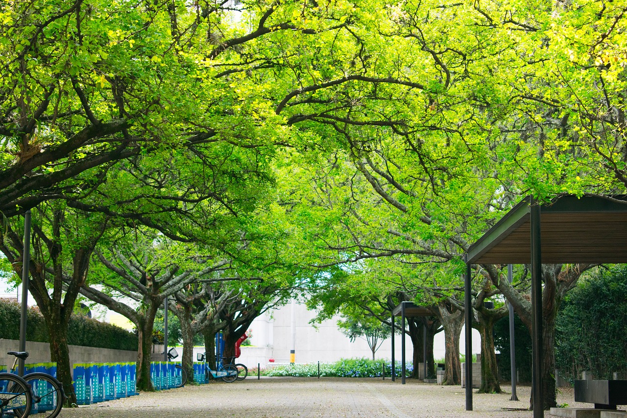 邯郸市环，城市之韵与绿色和谐交响发展之路